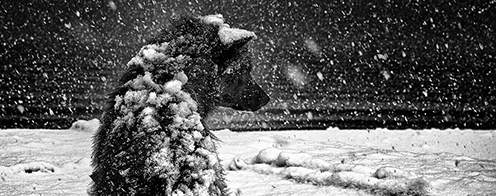 Sleddog in snow Photo: Carsten Egevang