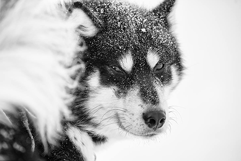 Slædehund fra Ittoqqortoormiit (Scoresbysund), Østgrønland. (Foto: Carsten Egevang).