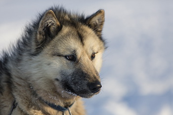 Østgrønlandsk slædehund